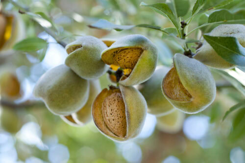 Almonds On The Tree